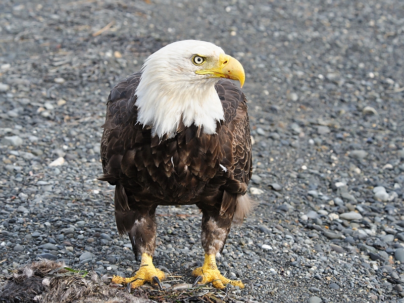 Alaska Wildlife-51.JPG